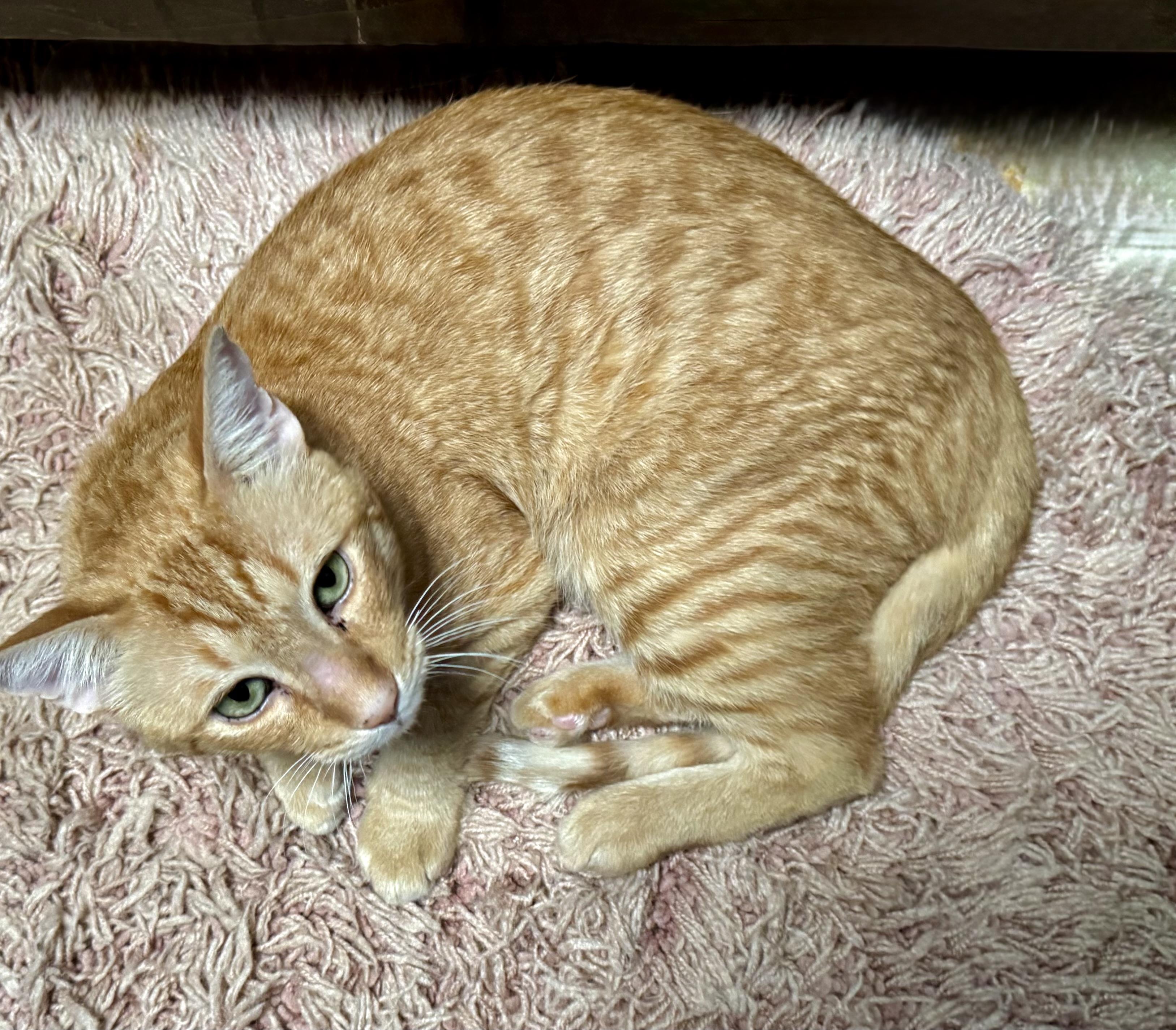 Enlarge Rusty, a Adoptable Domestic Short Hair in Sierra Vista, AZ image 3/4