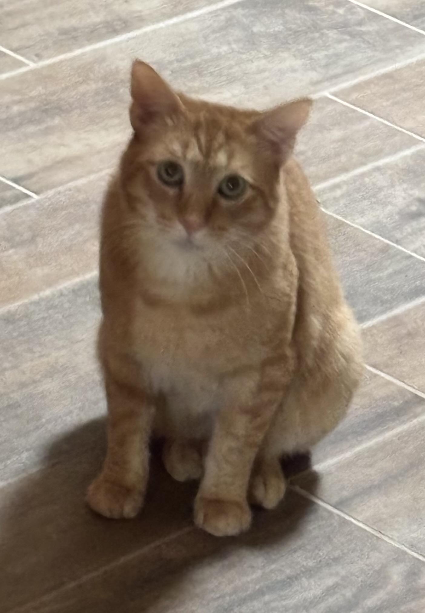 Enlarge Rusty, a Adoptable Domestic Short Hair in Sierra Vista, AZ image 4/4