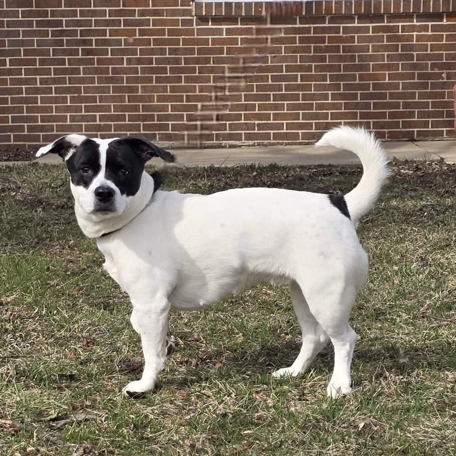 Enlarge Kiki, an adopted mixed breed in Waterloo, IA image 1/2