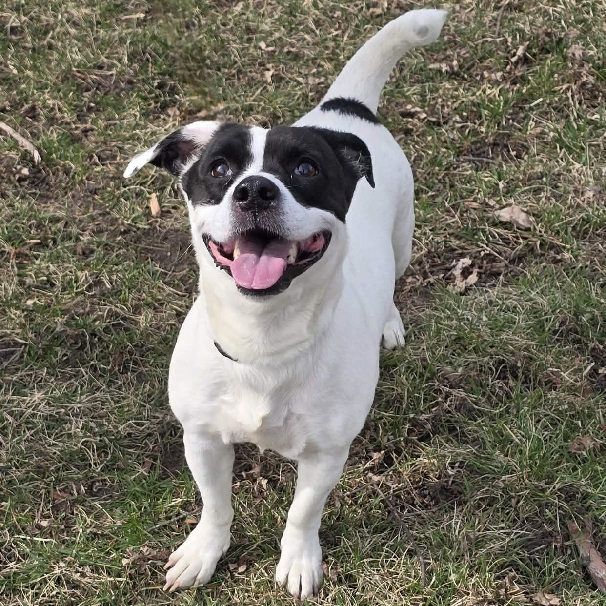 Enlarge Kiki, an adopted mixed breed in Waterloo, IA image 2/2