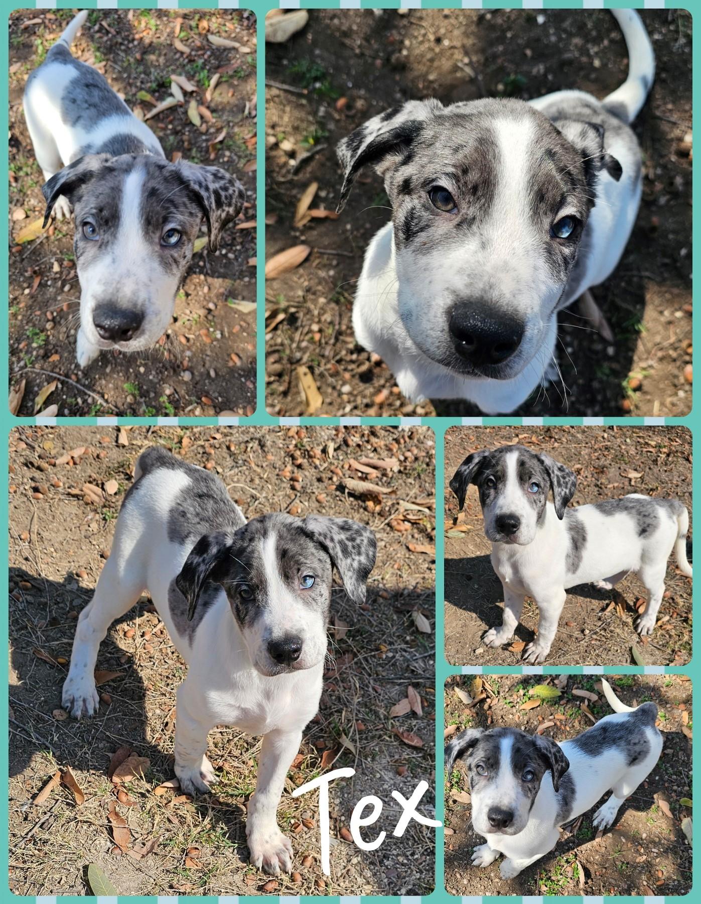 Enlarge Tex, an adopted mixed breed in Universal City, TX image 1/1