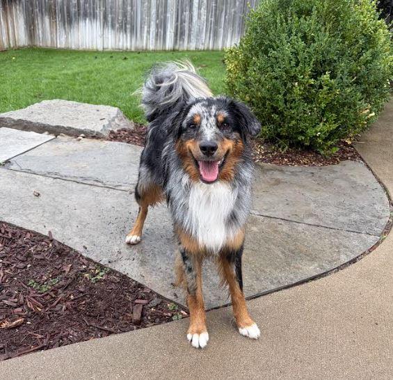 Milo, Adopted, Adult Male Australian Shepherd.