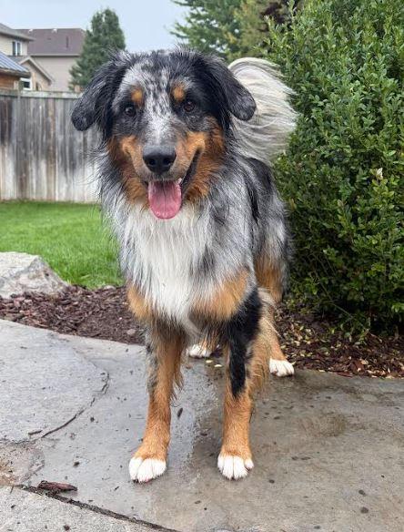 Enlarge Milo, a Adopted Australian Shepherd in Owen Sound, ON image 2/2