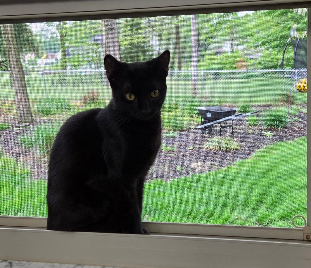 Enlarge Ink Blot, a ADOPTABLE Domestic Short Hair in Lewis Center, OH image 2/2