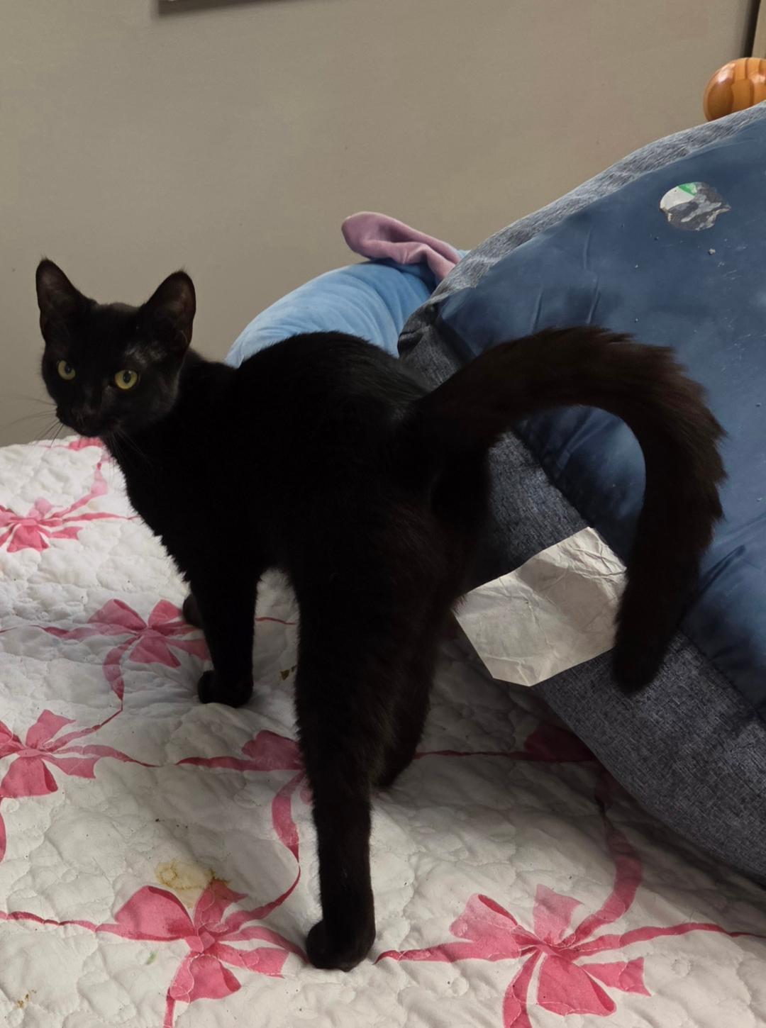 Enlarge Ink Blot, a ADOPTABLE Domestic Short Hair in Lewis Center, OH image 1/2