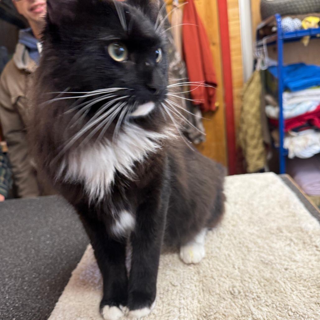 Enlarge George, a Adoptable Domestic Long Hair in Meadow Lake, SK image 1/3