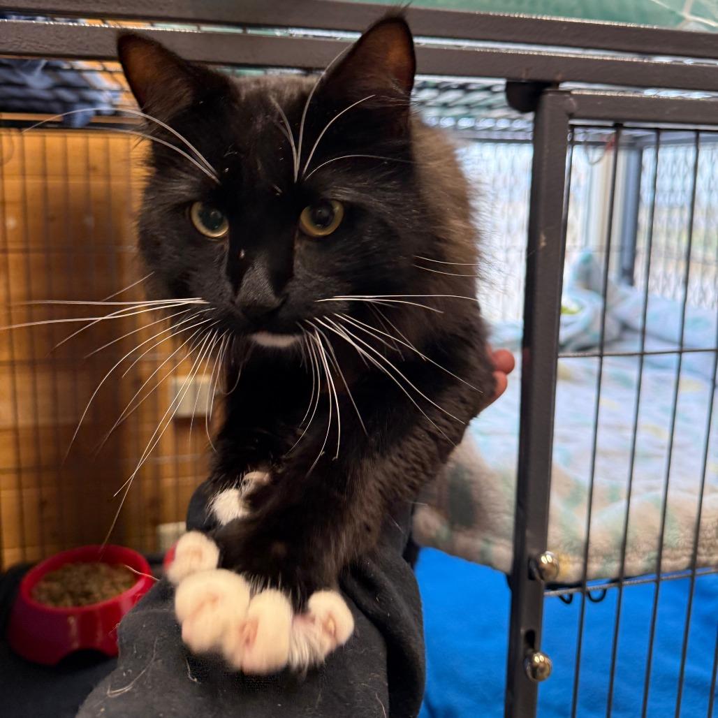 Enlarge George, a Adoptable Domestic Long Hair in Meadow Lake, SK image 2/3