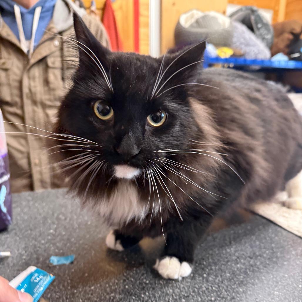 Enlarge George, a Adoptable Domestic Long Hair in Meadow Lake, SK image 3/3
