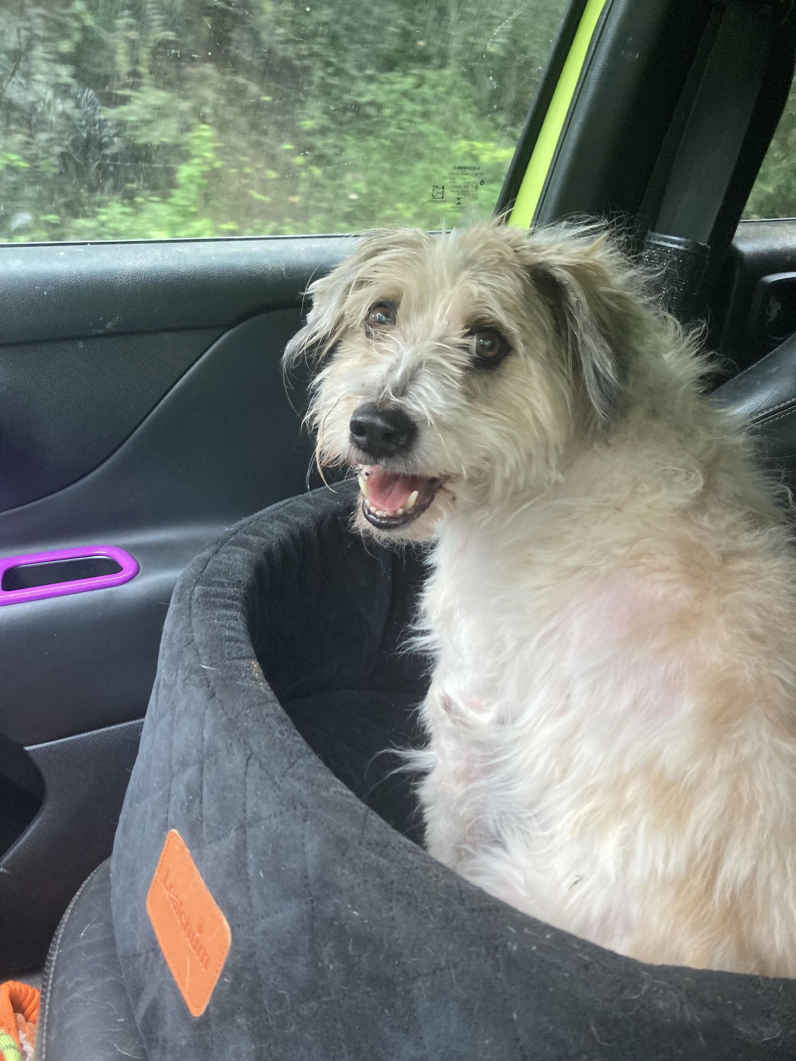 Enlarge Happy Pappy, a Adoptable Terrier in Chatham, VA image 1/2