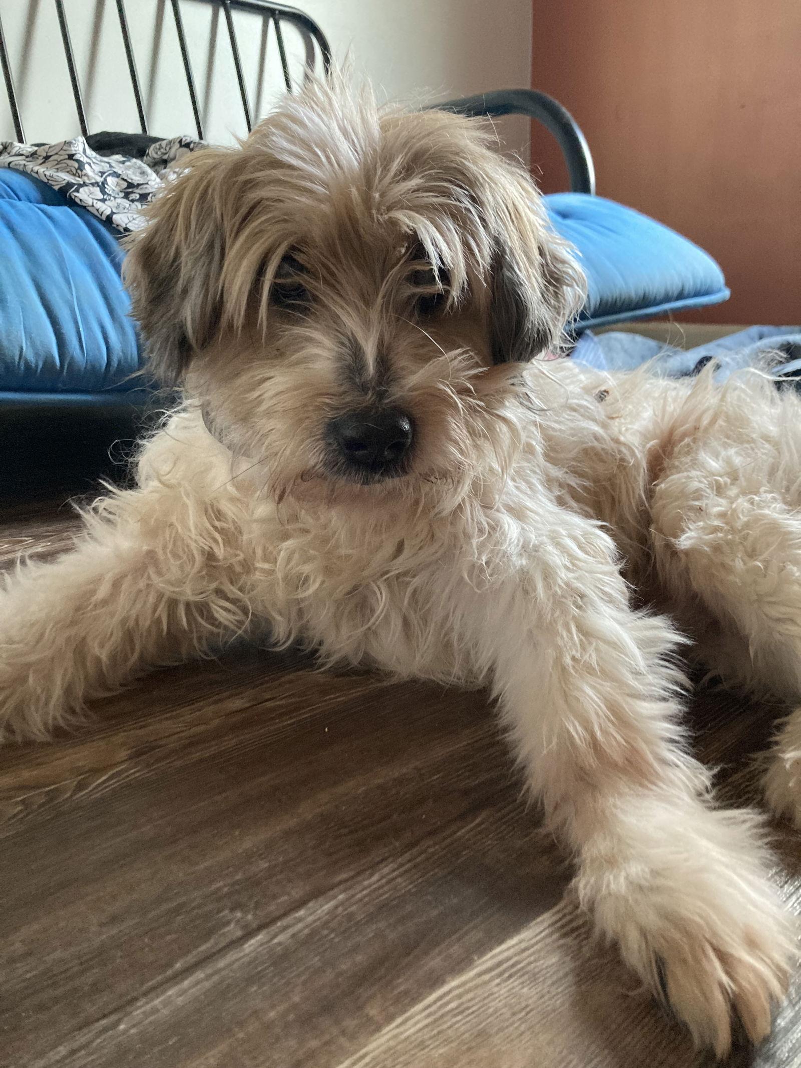 Enlarge Happy Pappy, a Adoptable Terrier in Chatham, VA image 2/2