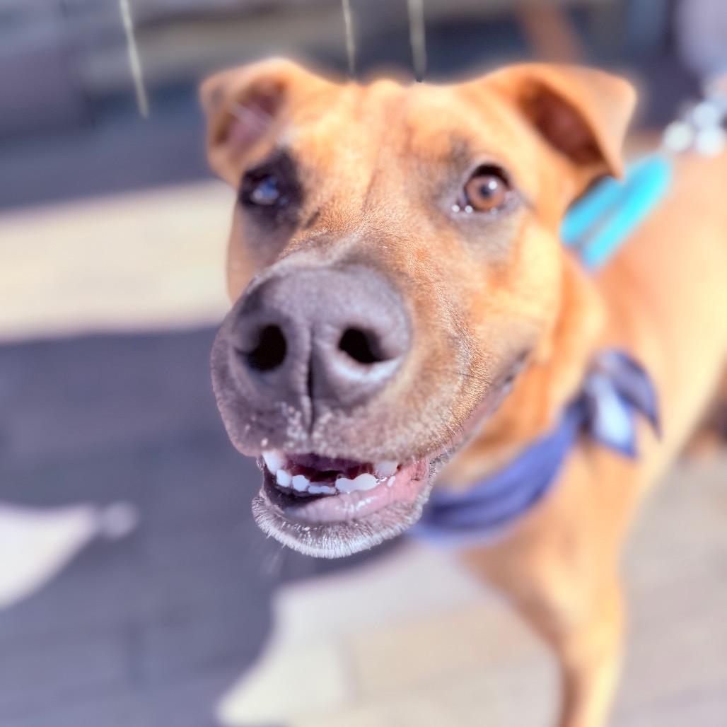 Lucca, Adoptable, Young Male Black Mouth Cur & Mixed Breed.