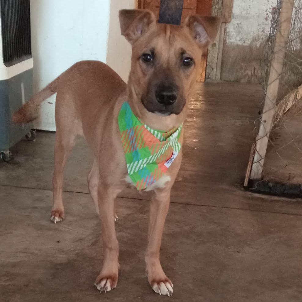 Enlarge Lucca, a Adoptable mixed breed in San Diego, CA image 2/6