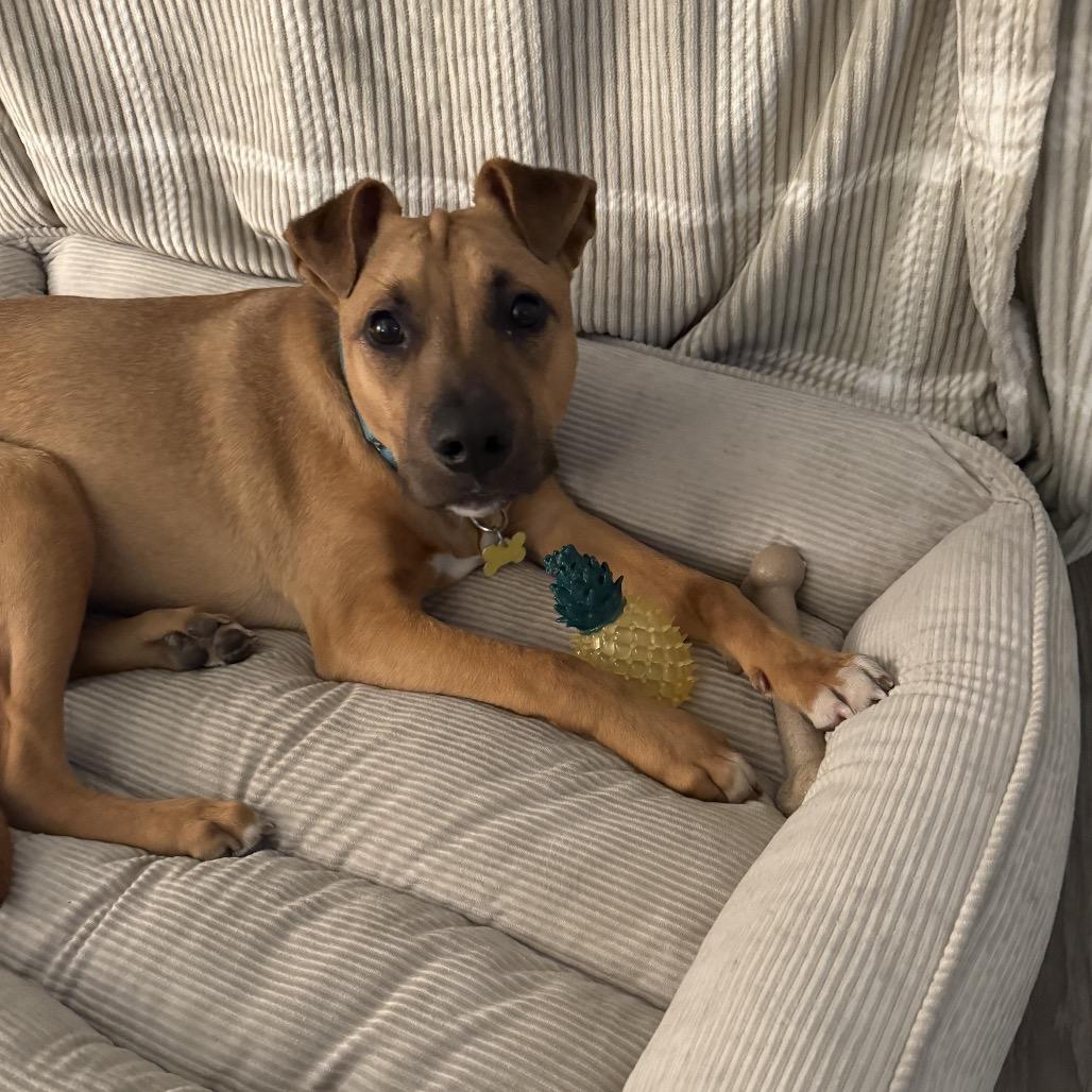 Enlarge Lucca, a Adoptable mixed breed in San Diego, CA image 3/6