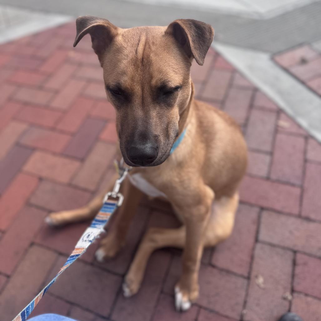 Lucca, Adoptable, Young Male Black Mouth Cur & Mixed Breed.