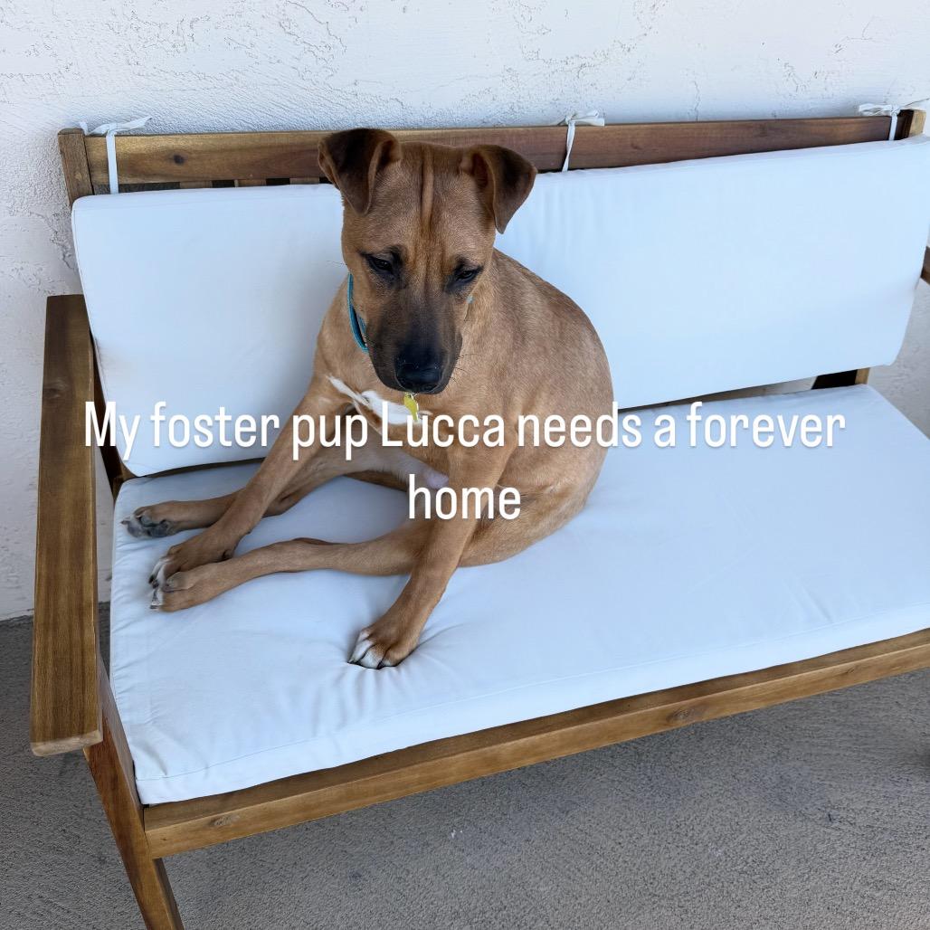 Lucca, Adoptable, Young Male Black Mouth Cur & Mixed Breed.