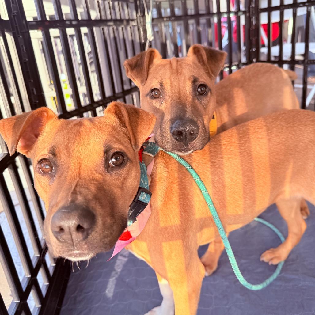 Enlarge Lucca, a Adoptable mixed breed in San Diego, CA image 4/6