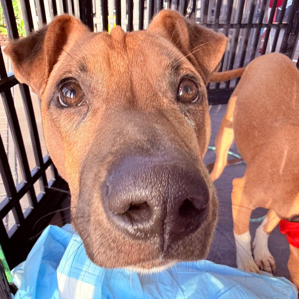 Enlarge Lucca, a Adoptable mixed breed in San Diego, CA image 5/6