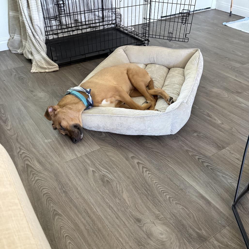 Enlarge Lucca, a Adoptable mixed breed in San Diego, CA image 6/6