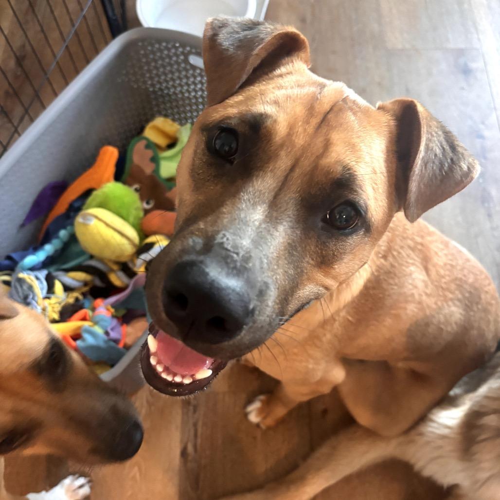 Lucca, a Adoptable mixed breed in San Diego, CA image 6/6