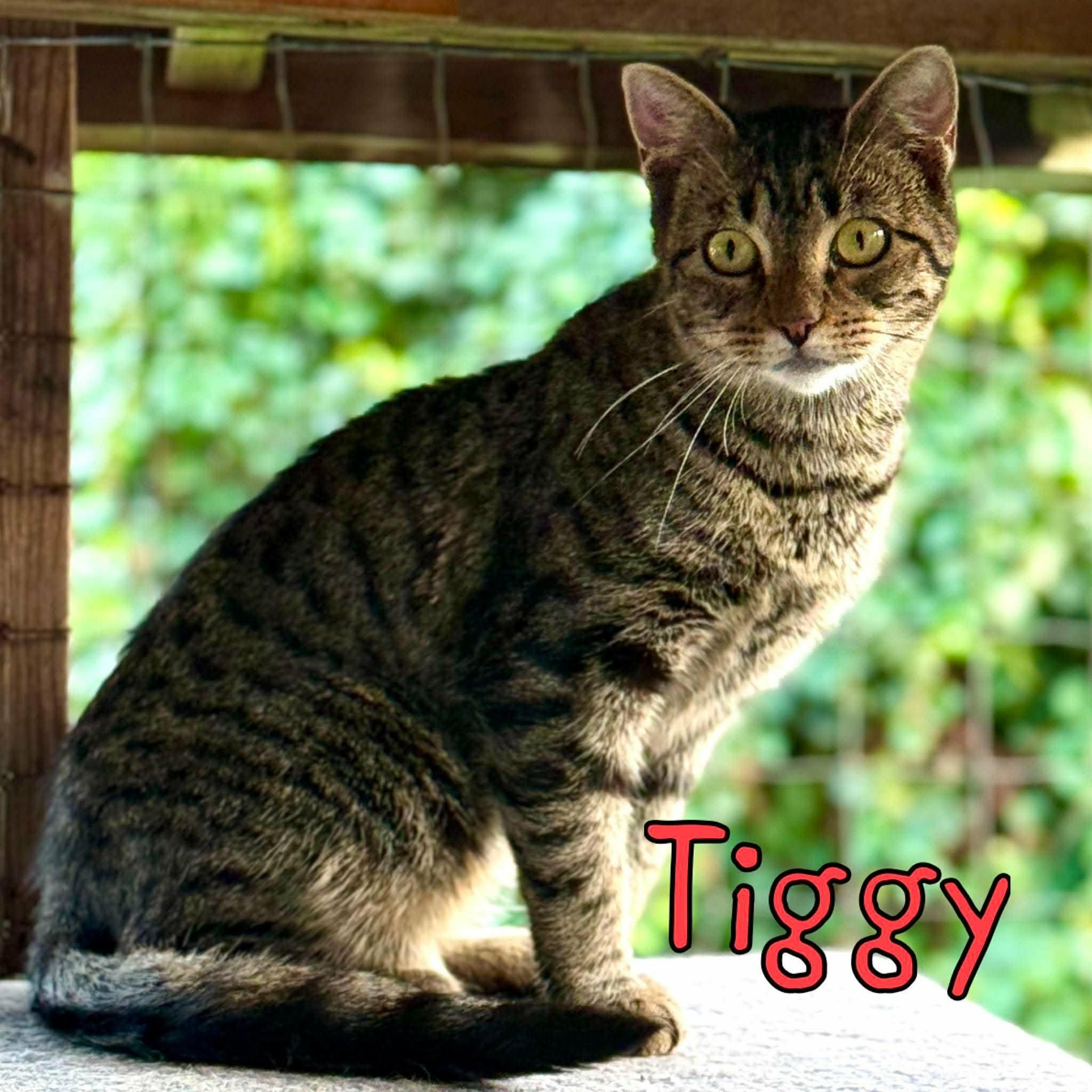 2026-023 Tiggy, Adopted, Young Female Domestic Short Hair.
