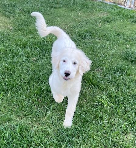 TABOO, a Adopted Great Pyrenees in Granite Bay, CA image 1/4