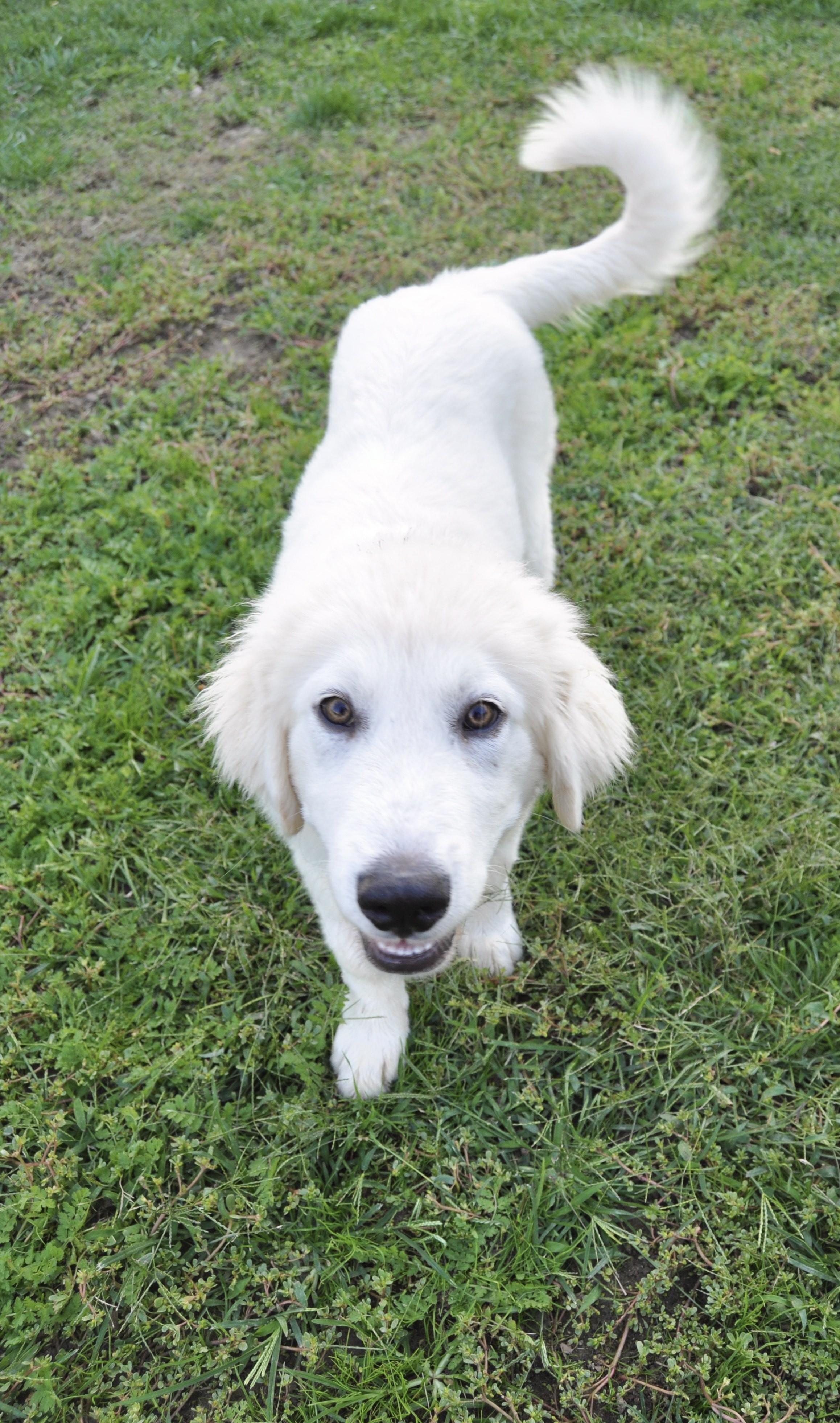 TABOO, a Adopted Great Pyrenees in Granite Bay, CA image 2/4