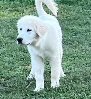 TABOO, a Adopted Great Pyrenees in Granite Bay, CA image 3/4