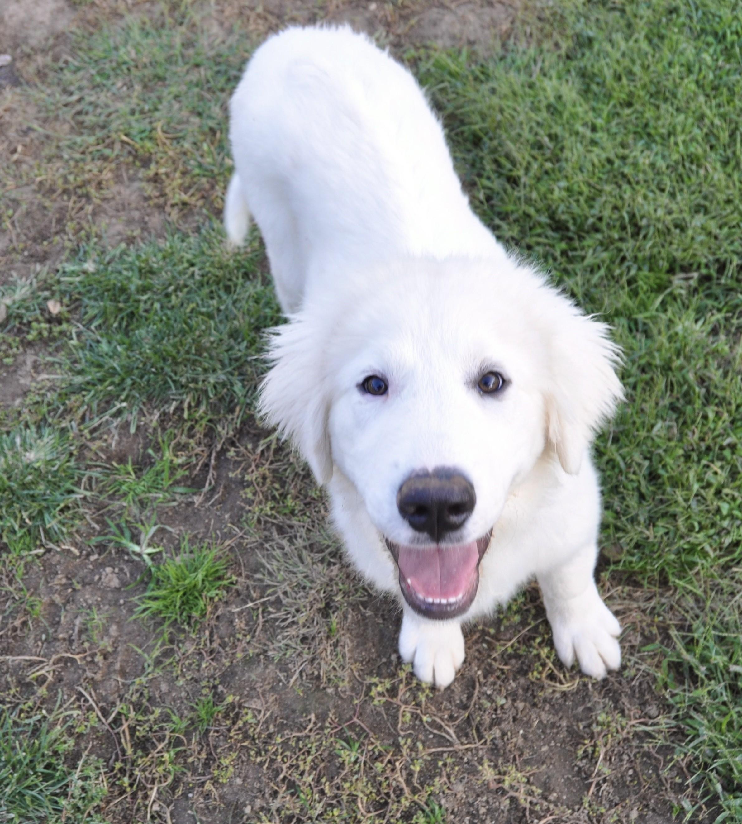 TABOO, a Adopted Great Pyrenees in Granite Bay, CA image 4/4