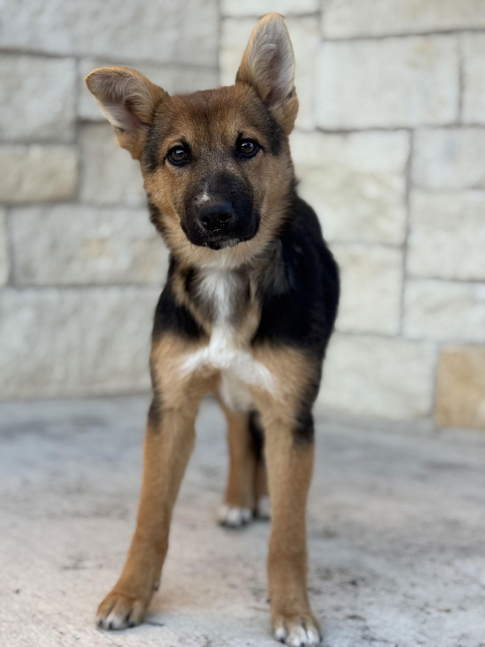 Bubbles, a Adopted mixed breed in Helotes, TX image 2/3