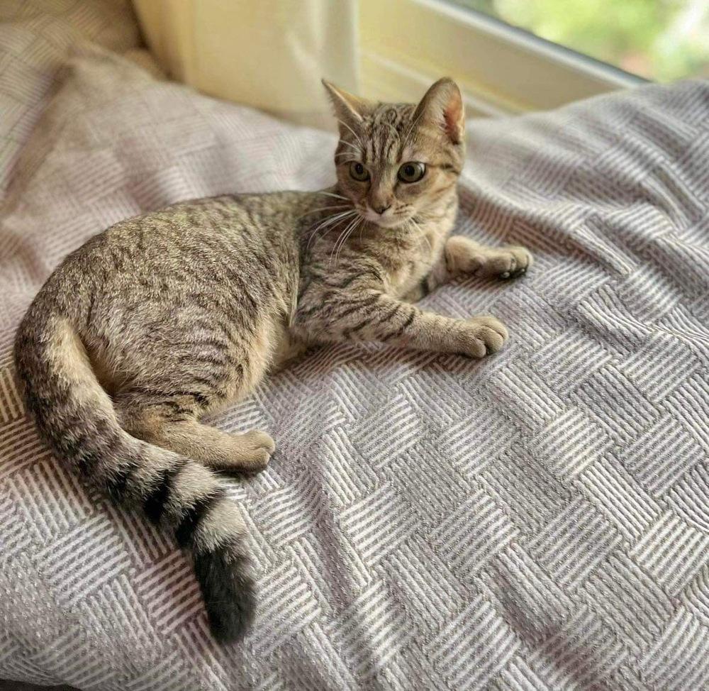 Crumpet, Adoptable, Young Female Domestic Short Hair.