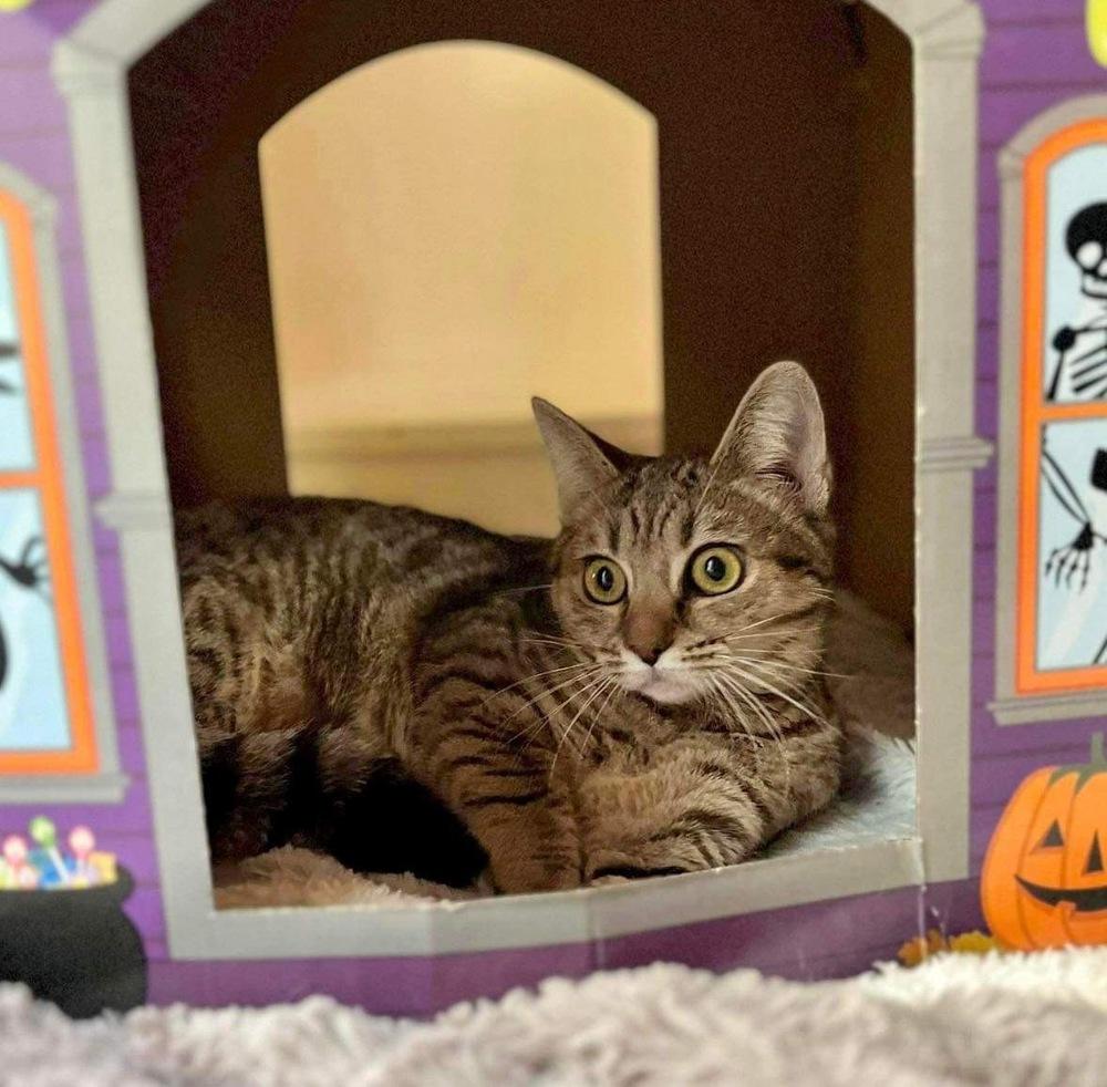 Enlarge Crumpet, a Adoptable Domestic Short Hair in Raleigh, NC image 2/5