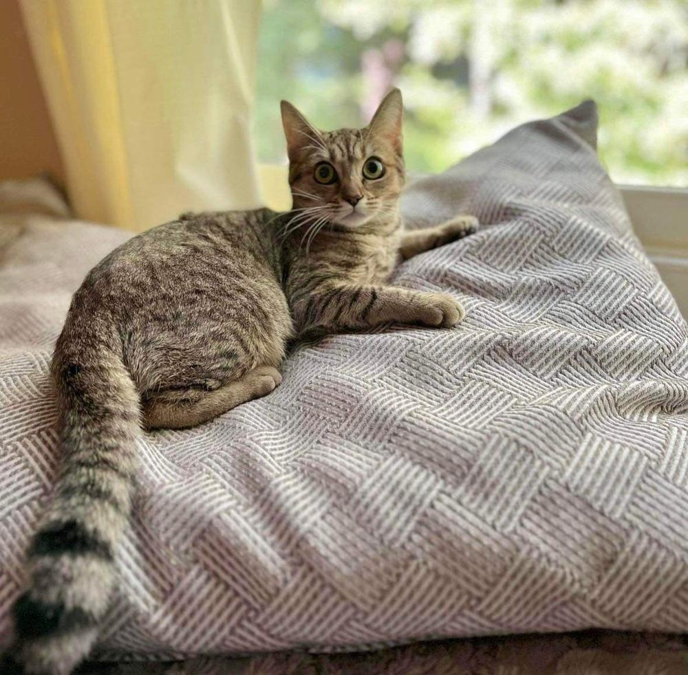 Enlarge Crumpet, a Adoptable Domestic Short Hair in Raleigh, NC image 3/5