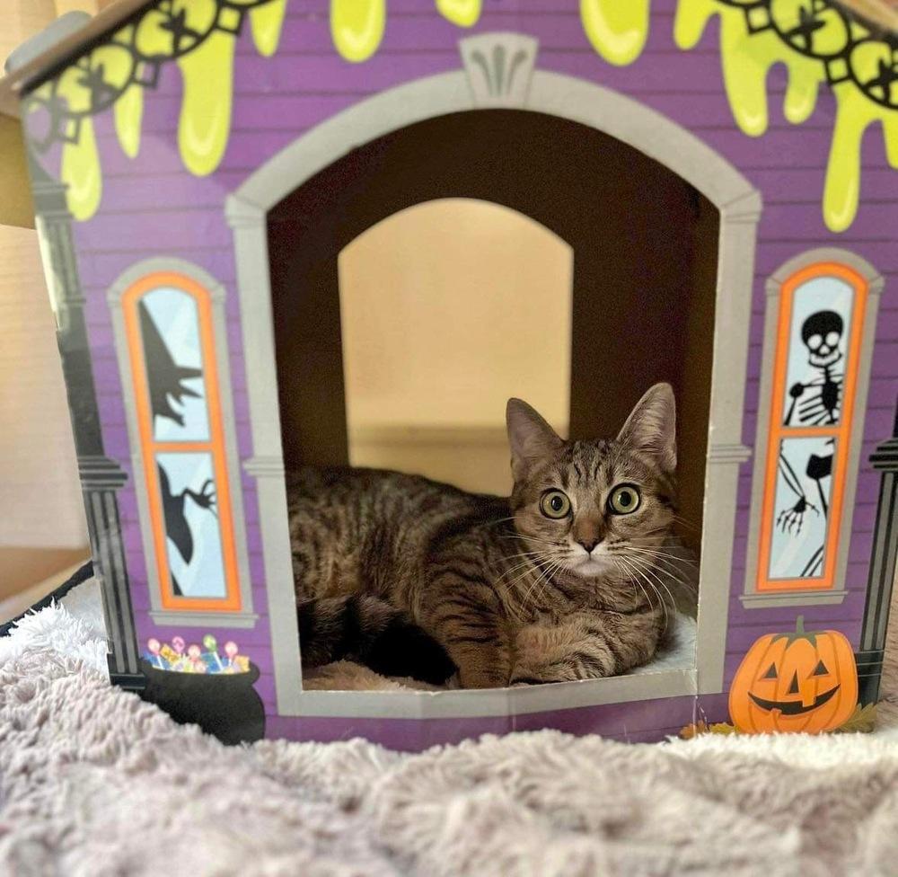 Crumpet, Adoptable, Young Female Domestic Short Hair.