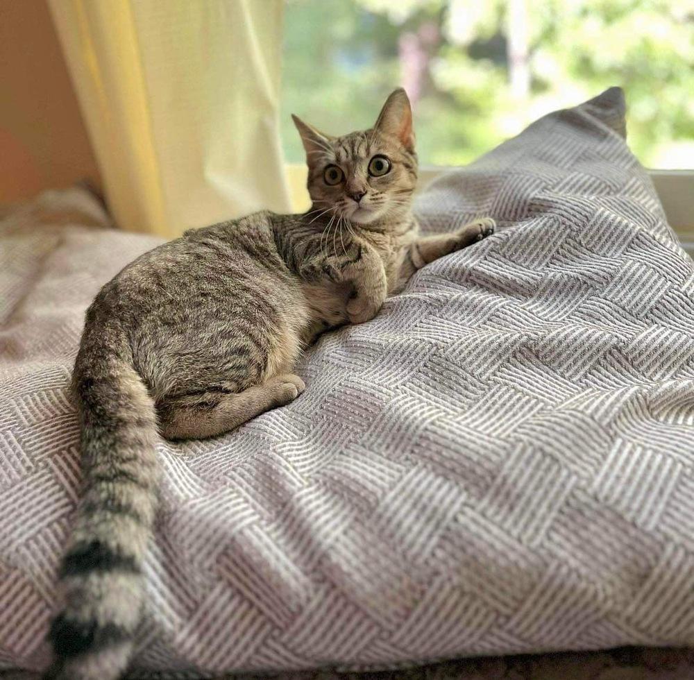 Enlarge Crumpet, a Adoptable Domestic Short Hair in Raleigh, NC image 5/5