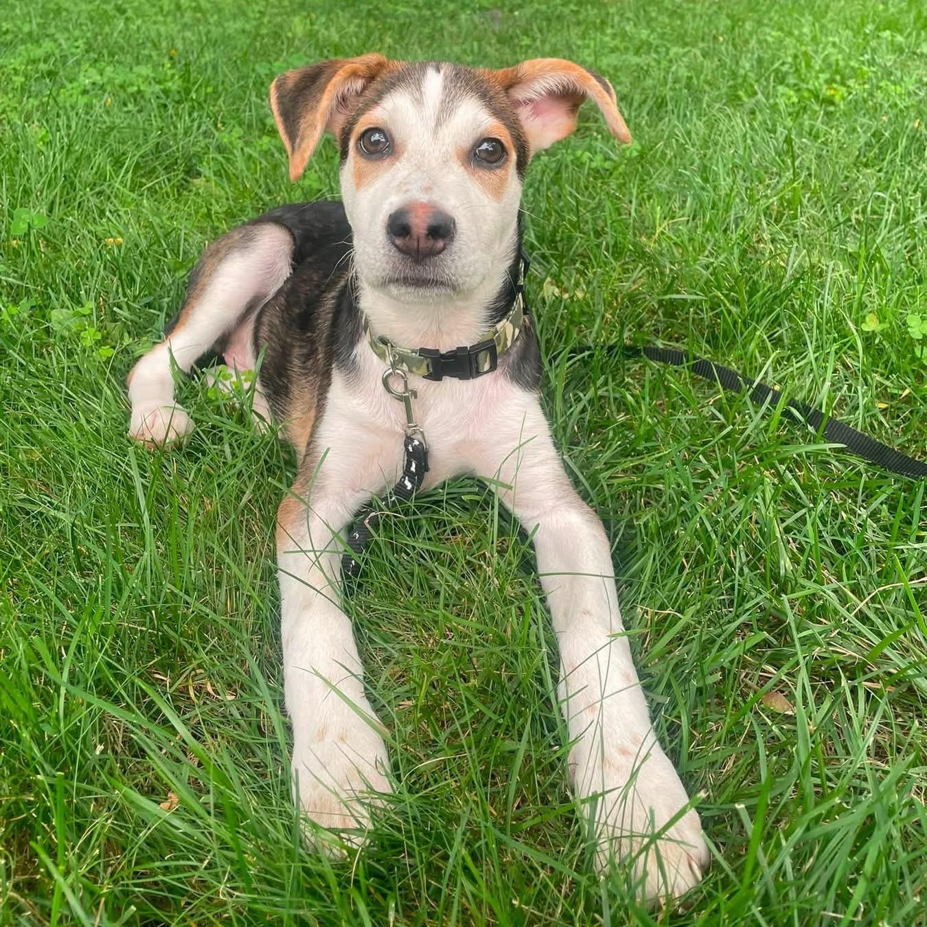 Enlarge Zion, a ADOPTABLE Mixed Breed in Yaphank, NY image 1/6