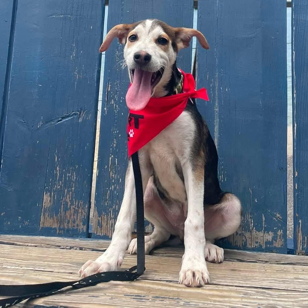 Enlarge Zion, a ADOPTABLE Mixed Breed in Yaphank, NY image 2/6