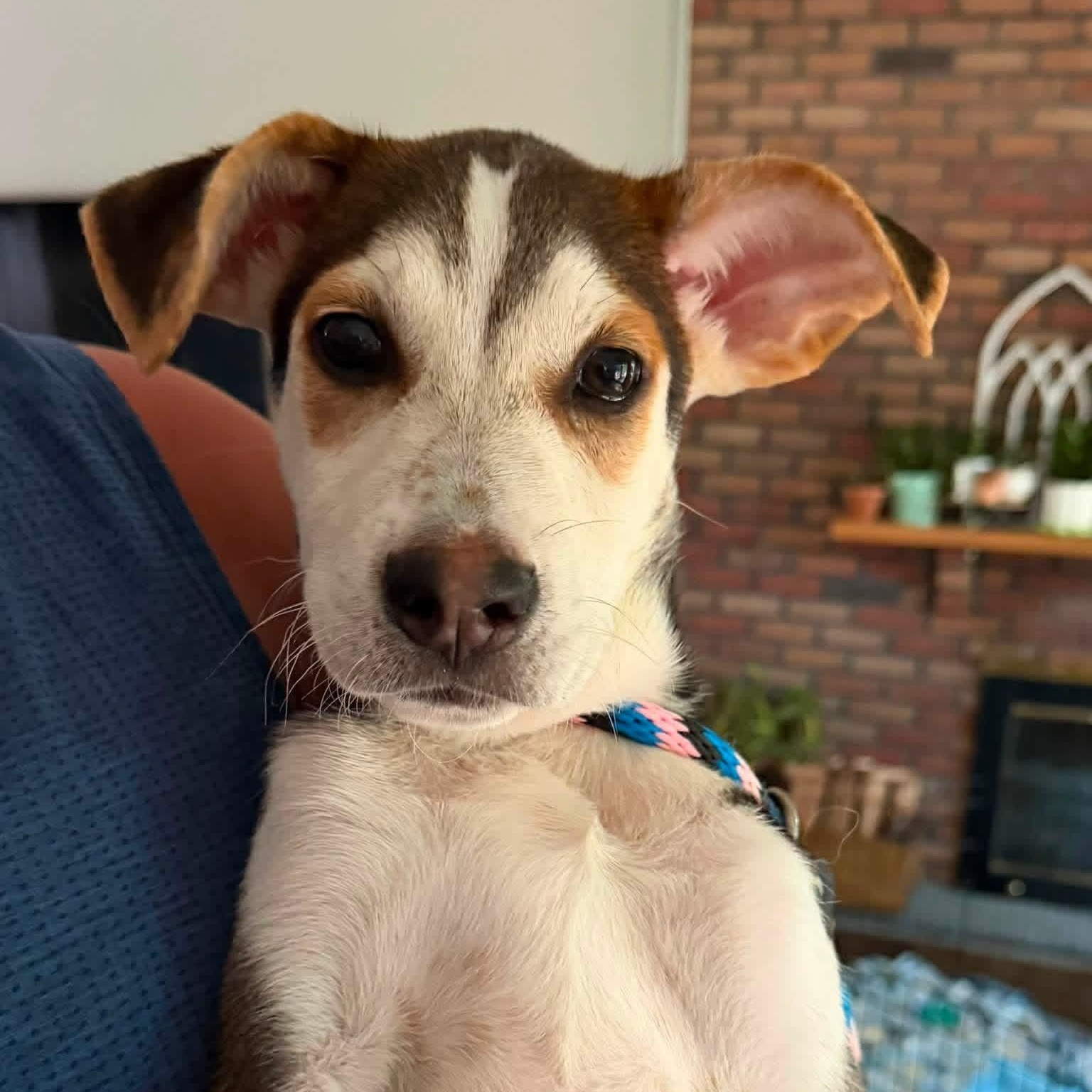 Enlarge Zion, a ADOPTABLE Mixed Breed in Yaphank, NY image 6/6