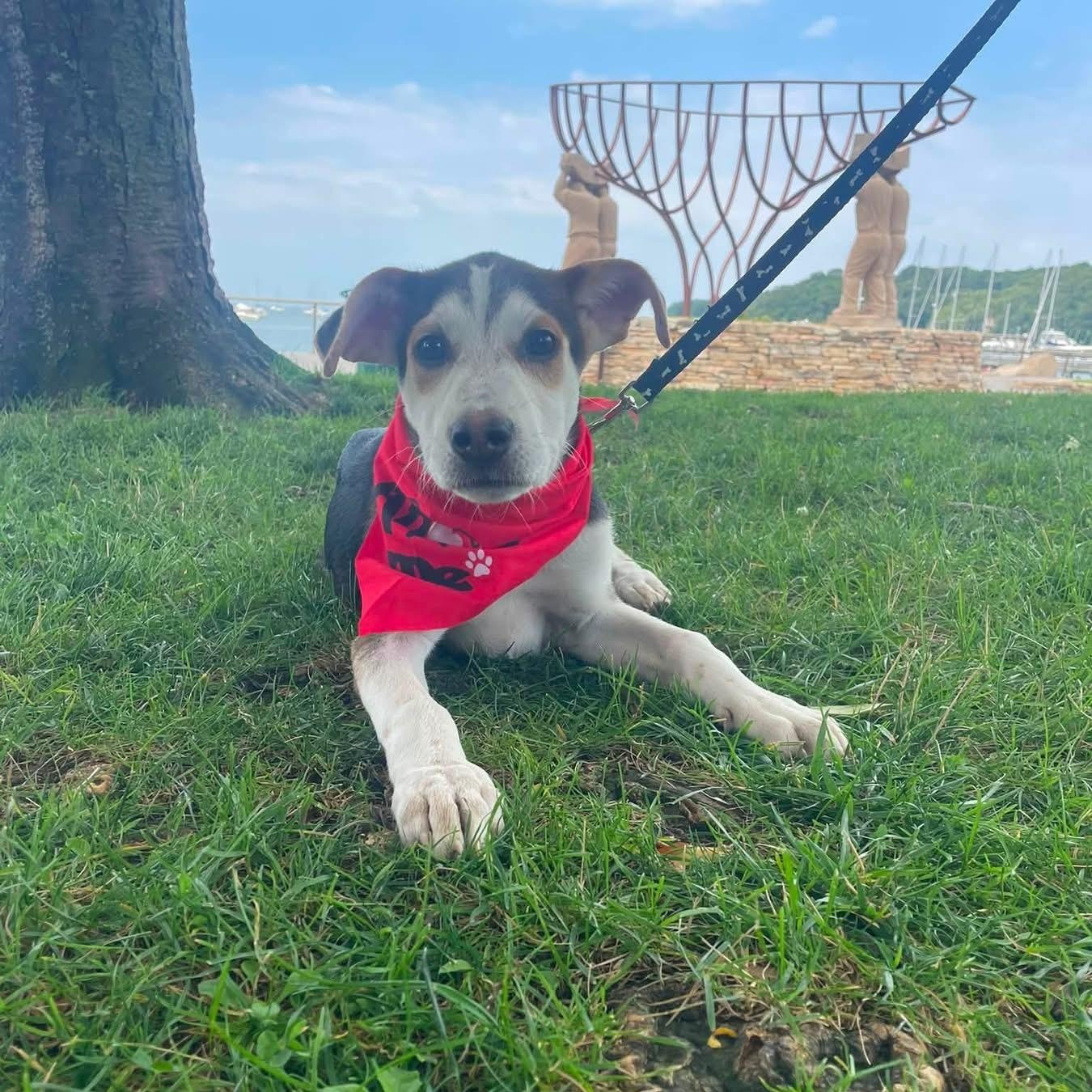 Enlarge Zion, a ADOPTABLE Mixed Breed in Yaphank, NY image 5/6