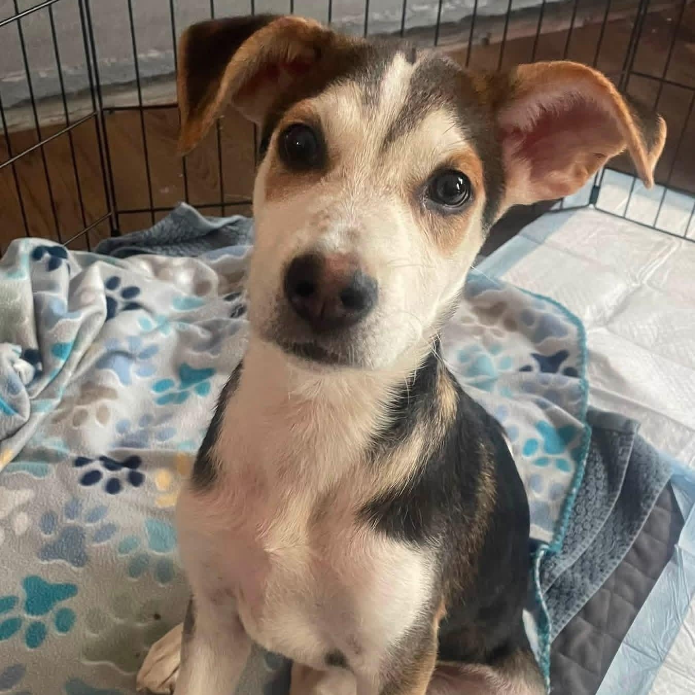 Enlarge Zion, a ADOPTABLE Mixed Breed in Yaphank, NY image 3/6