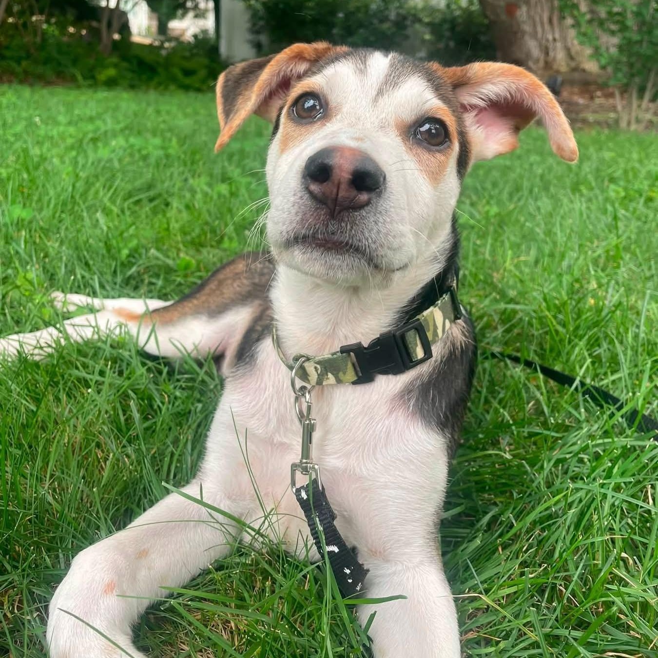 Enlarge Zion, a ADOPTABLE Mixed Breed in Yaphank, NY image 4/6