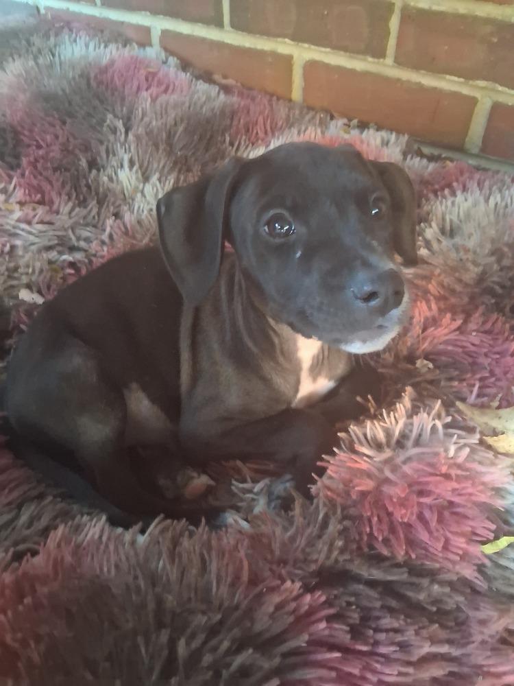 Granny Apple, Adoptable, Puppy Female Pit Bull Terrier.