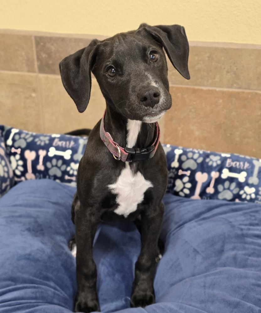 Enlarge Granny Apple, a Adoptable mixed breed in Sedalia, CO image 2/6