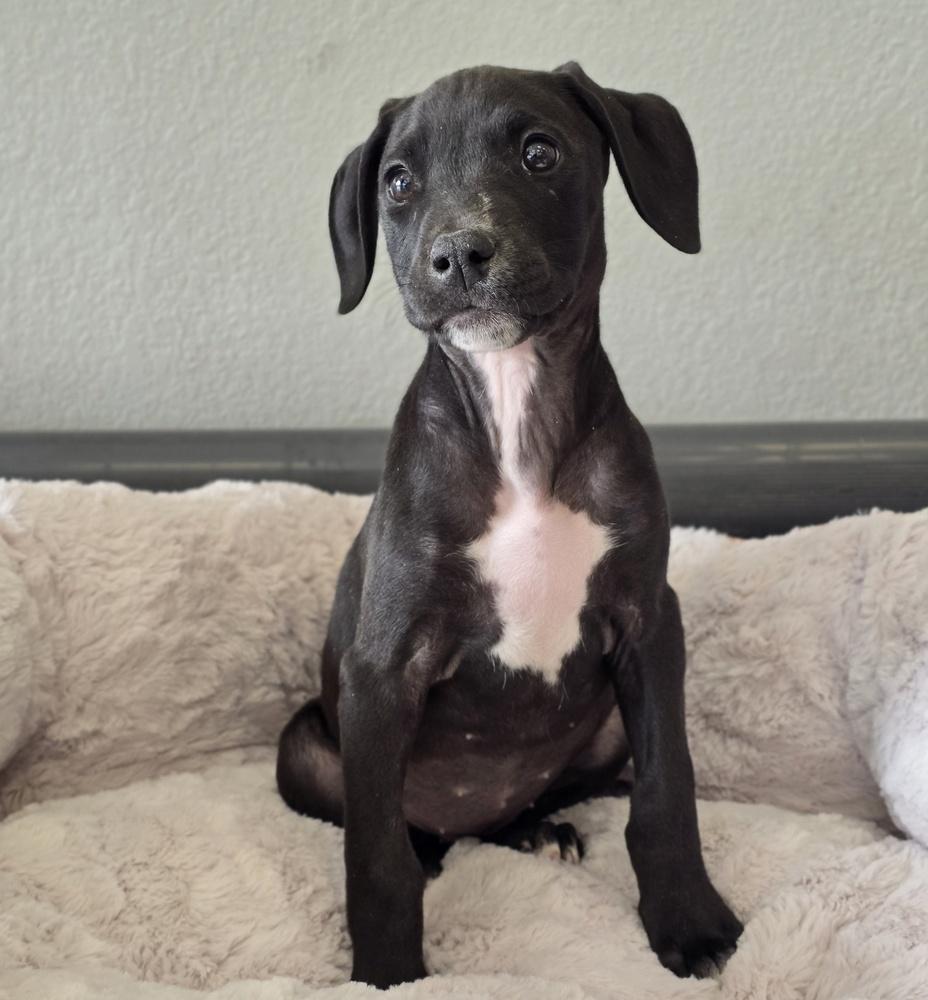 Enlarge Granny Apple, a Adoptable mixed breed in Sedalia, CO image 3/6