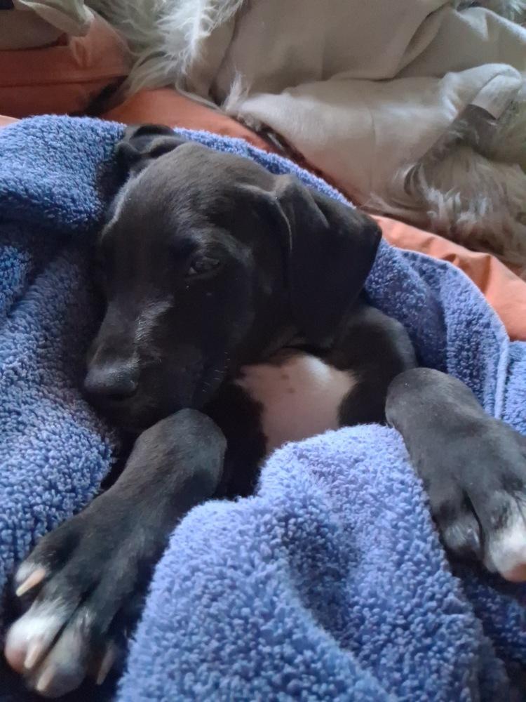 Enlarge Granny Apple, a Adoptable mixed breed in Sedalia, CO image 4/6