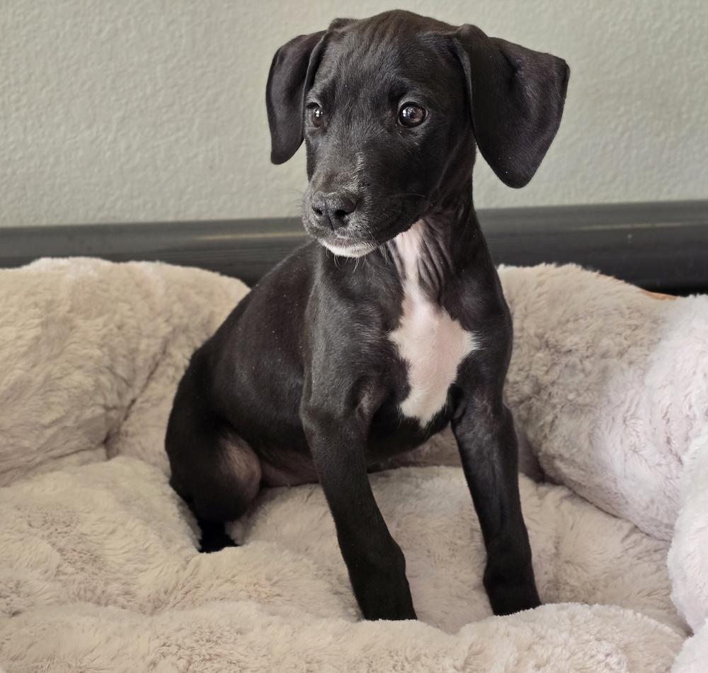 Enlarge Granny Apple, a Adoptable mixed breed in Sedalia, CO image 5/6