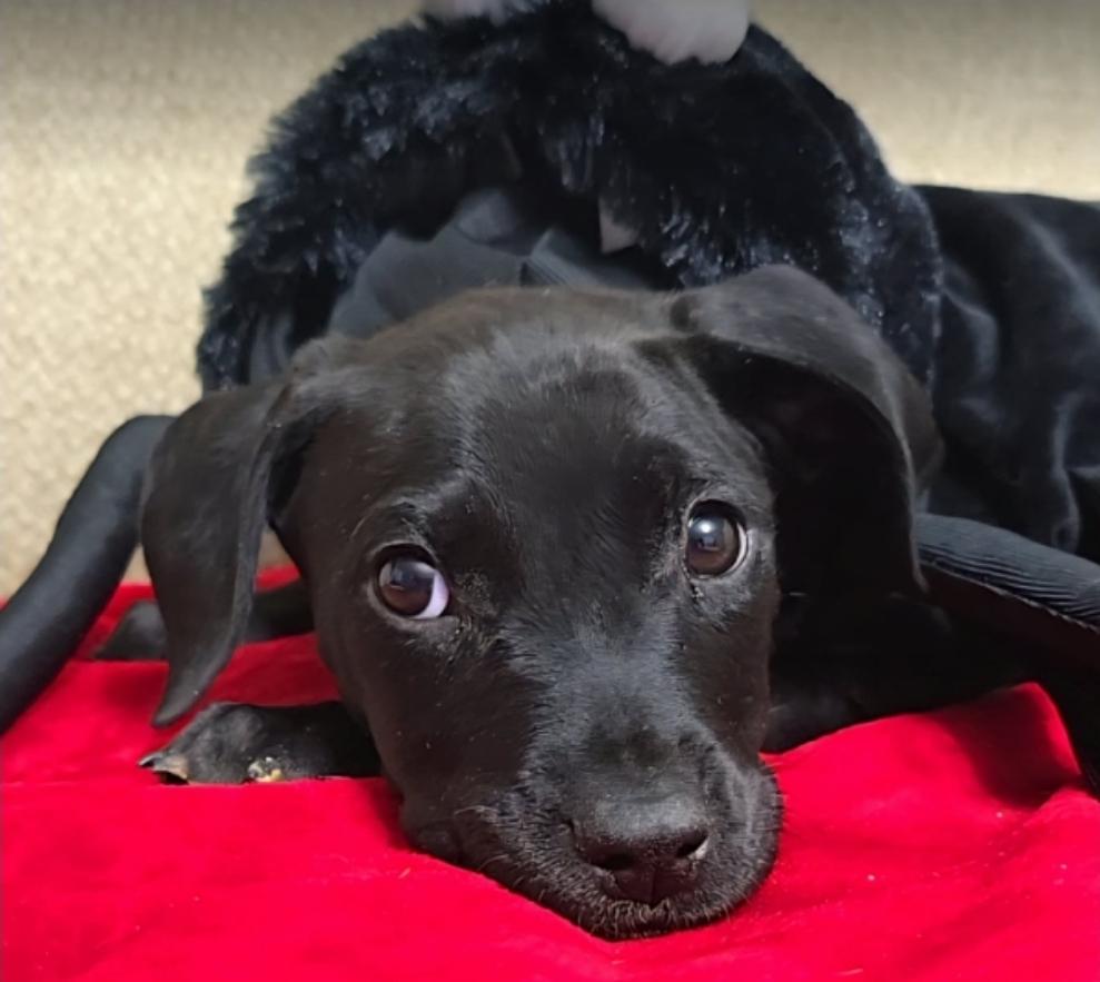 Enlarge Granny Apple, a Adoptable mixed breed in Sedalia, CO image 6/6