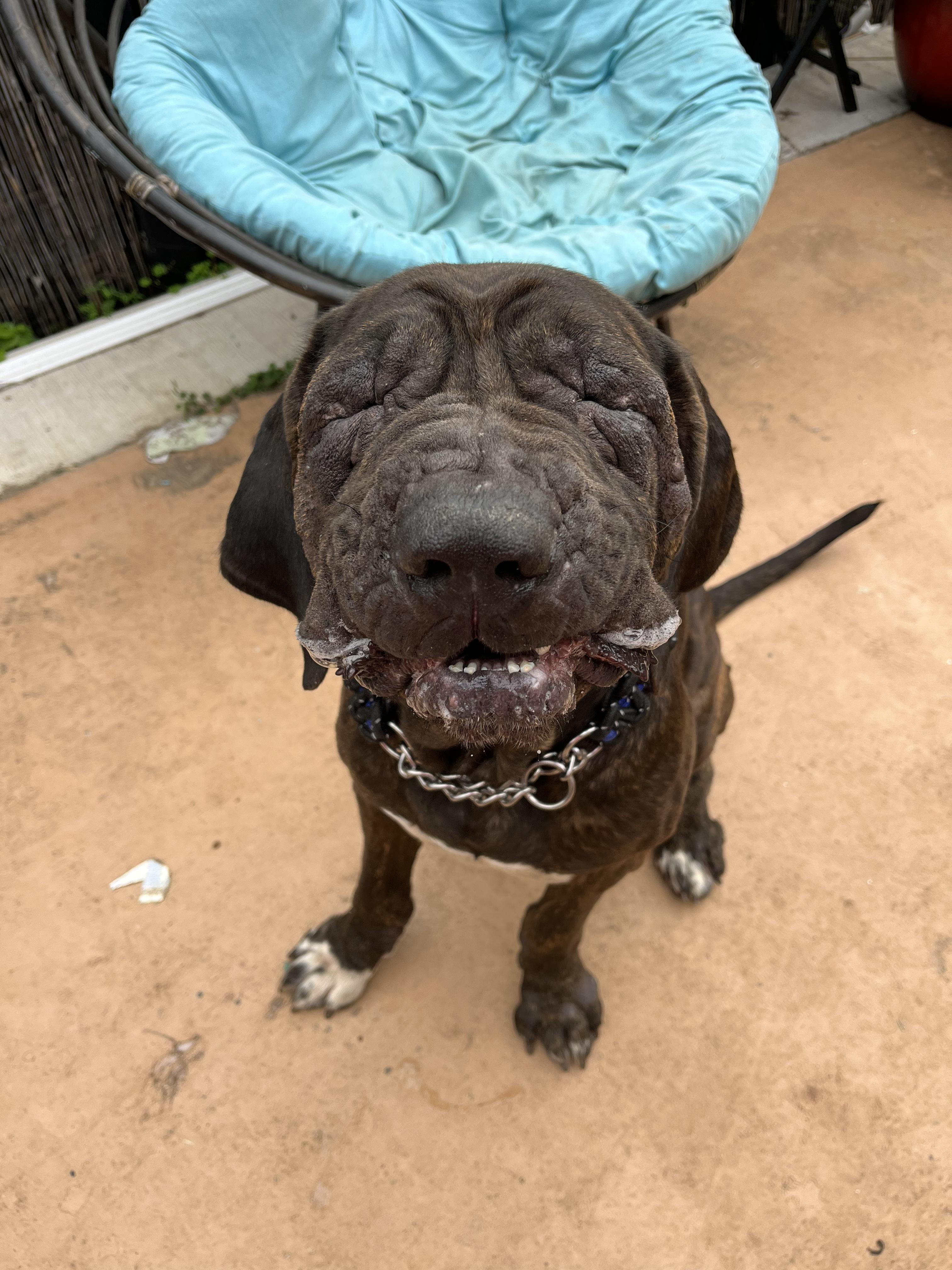 Herbert, a ADOPTABLE Mastiff in Portland, OR image 3/6