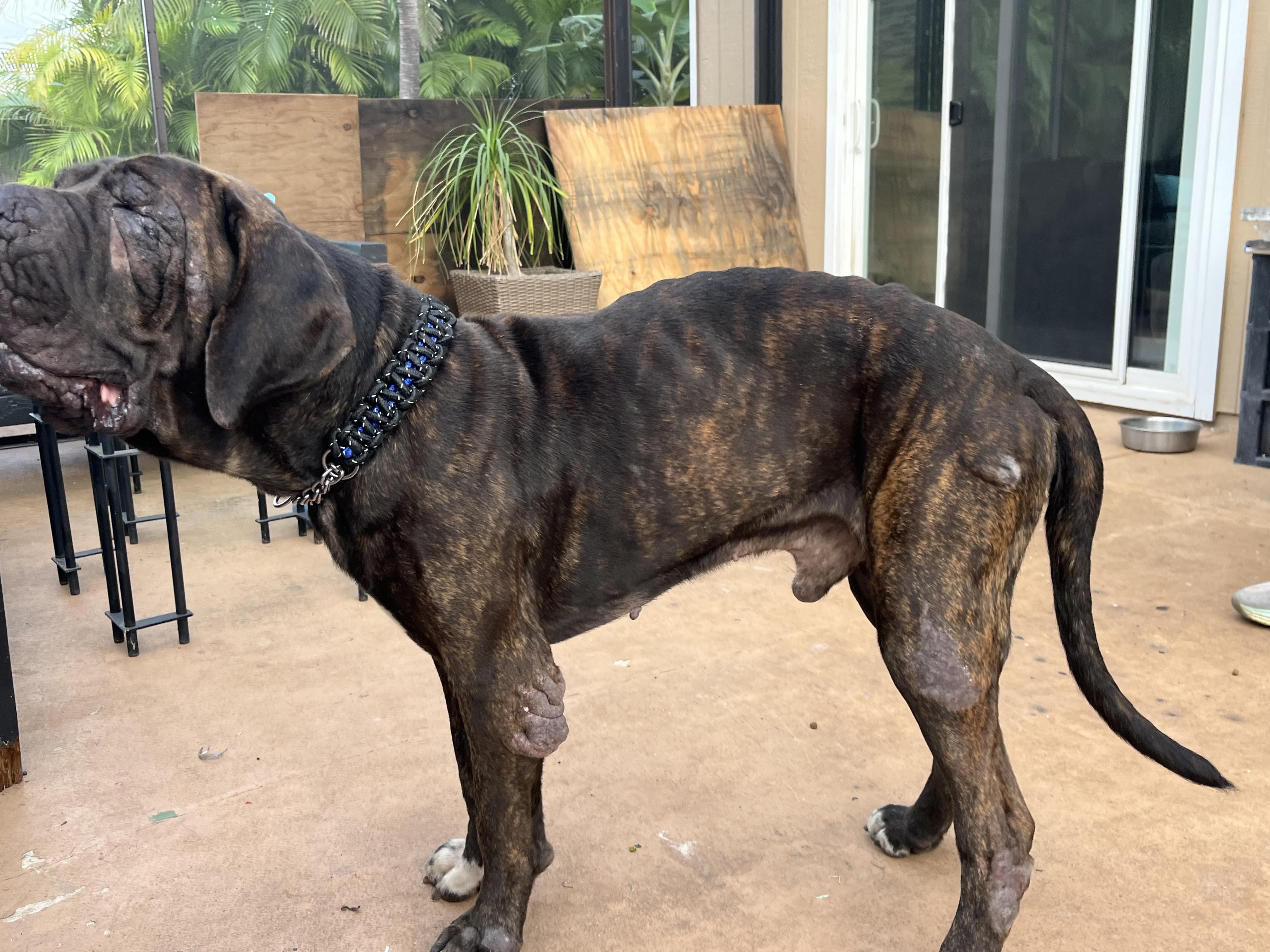 Herbert, a ADOPTABLE Mastiff in Portland, OR image 5/6