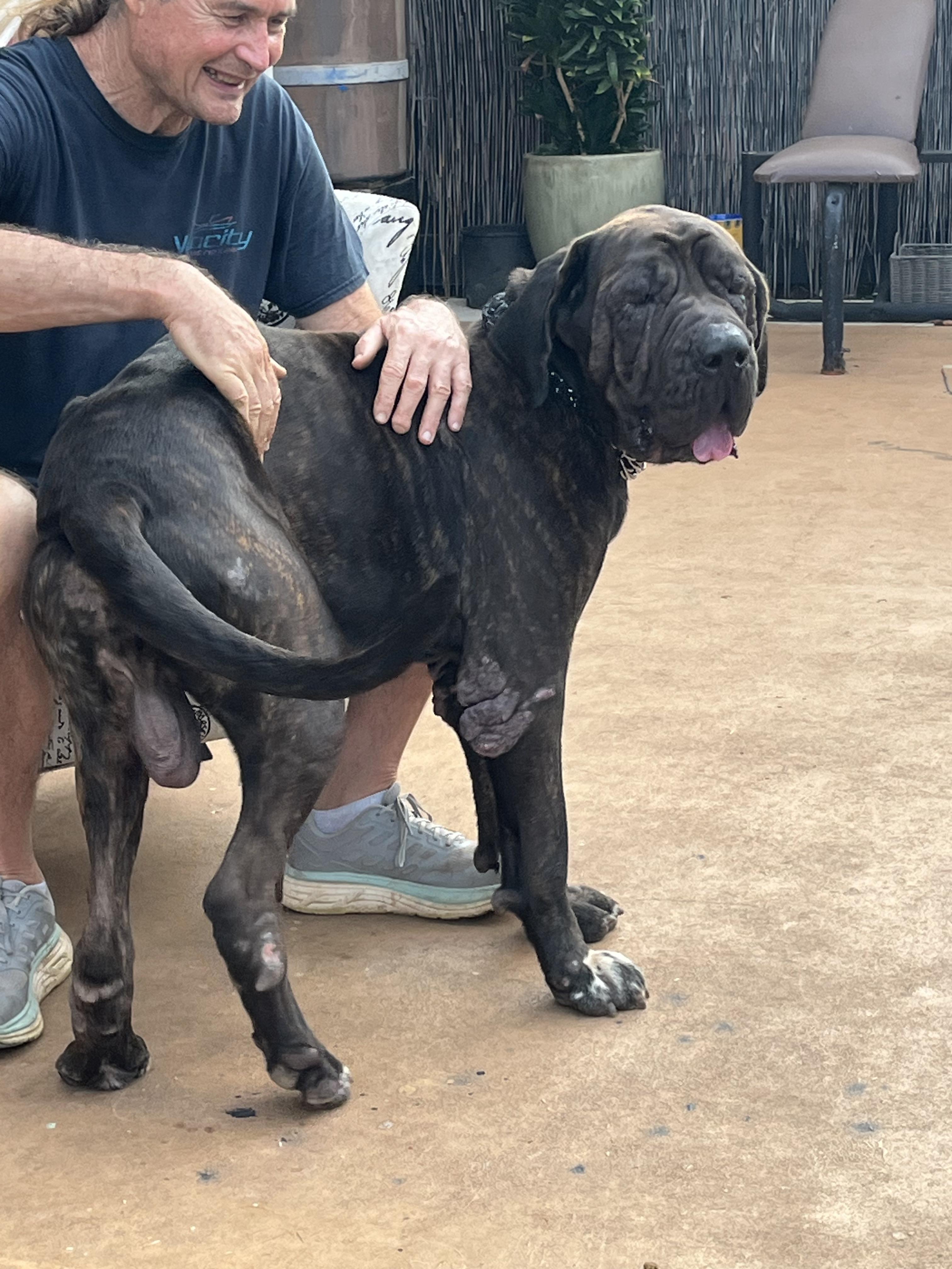Herbert, a ADOPTABLE Mastiff in Portland, OR image 2/6