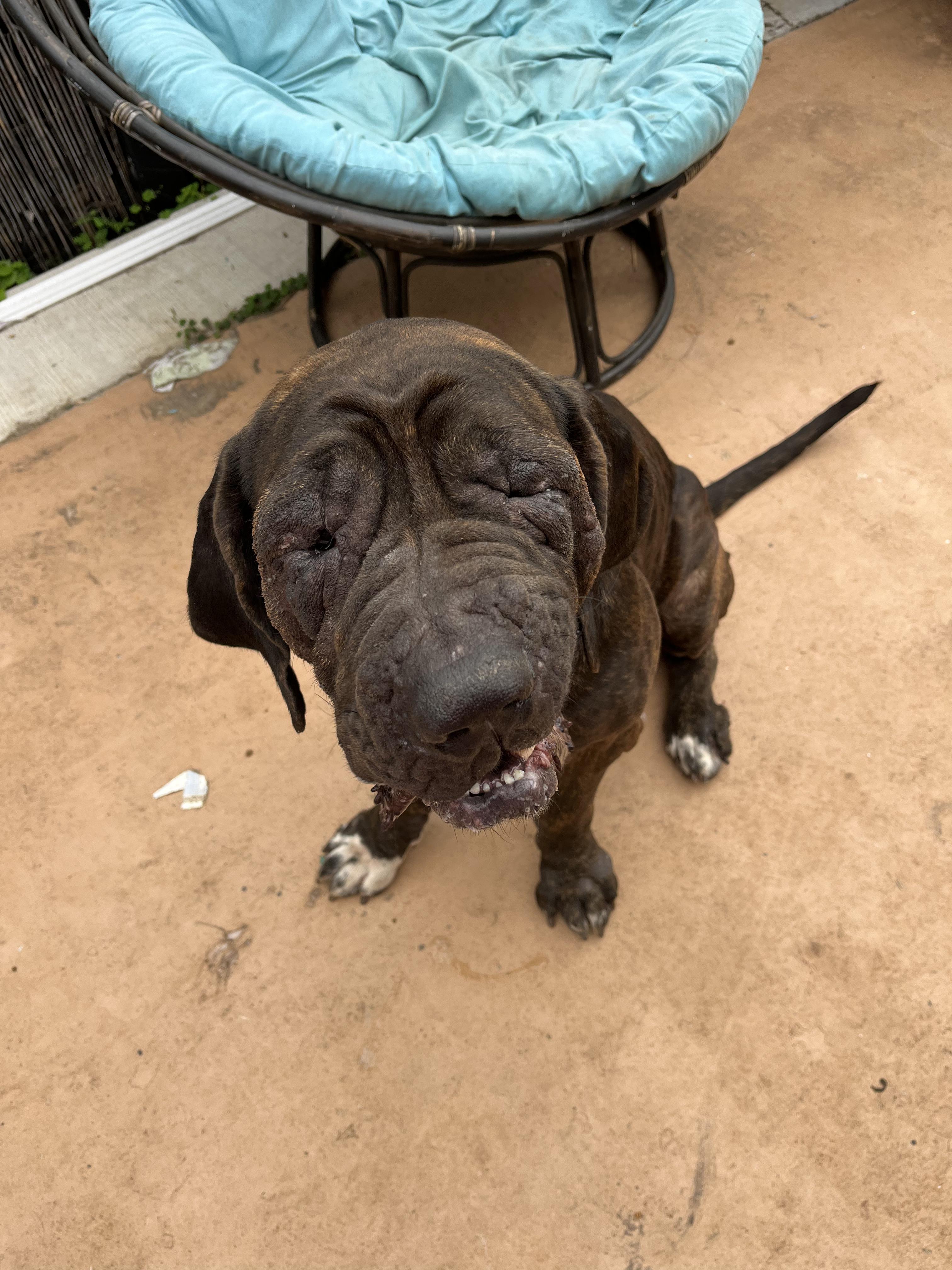 Herbert, a ADOPTABLE Mastiff in Portland, OR image 6/6